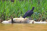 Black Vulture